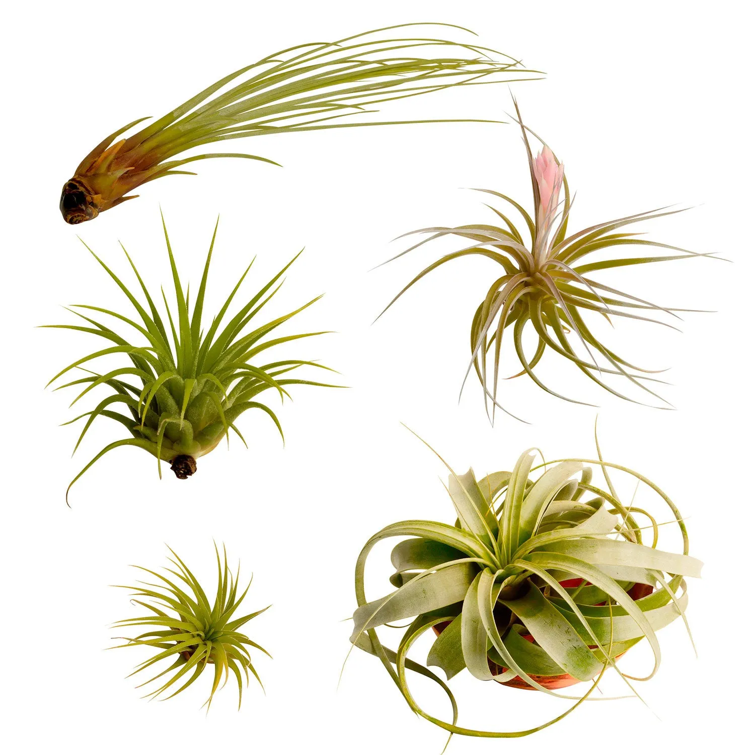 5 Premium Air Plants