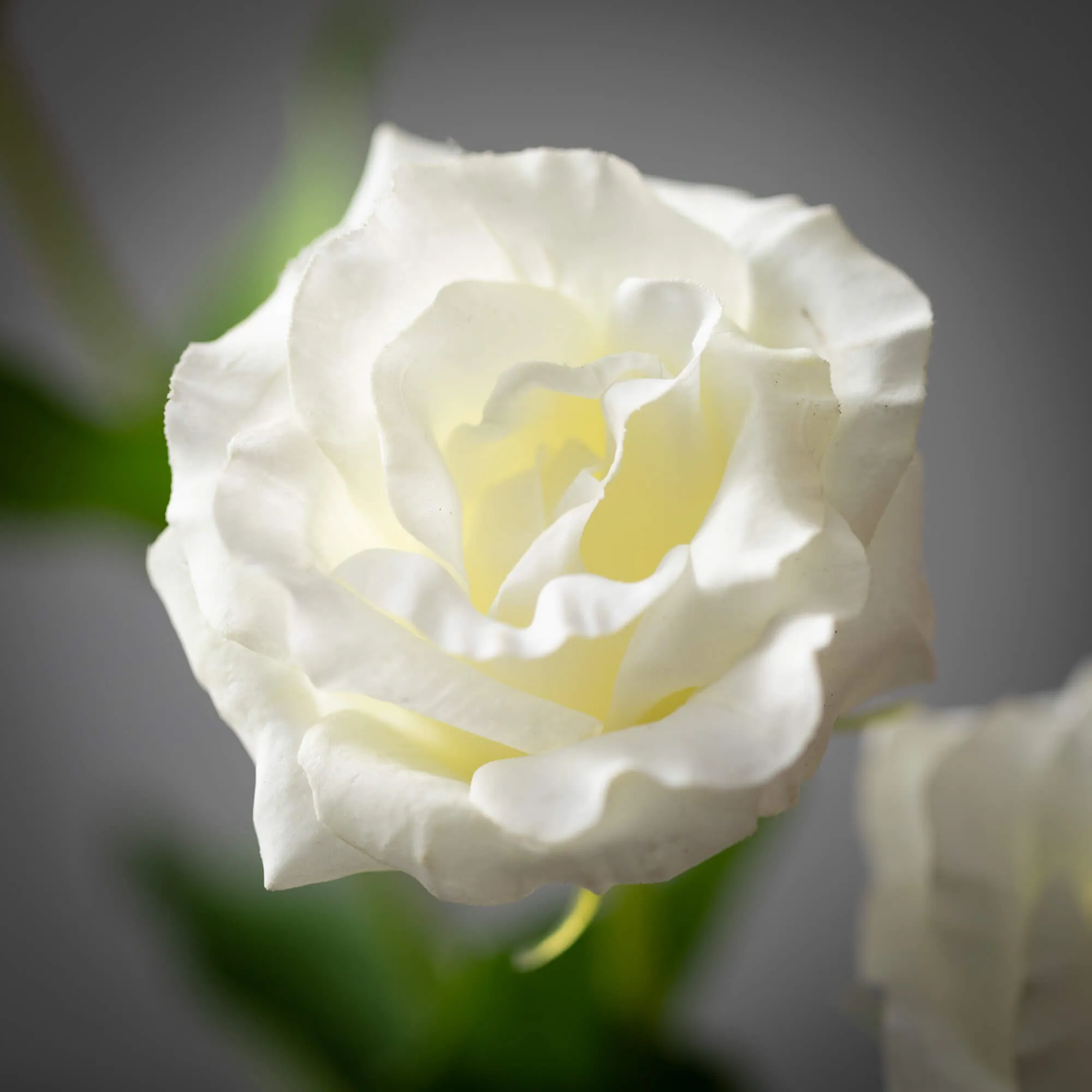 Freshcut White Lisianthus Spr