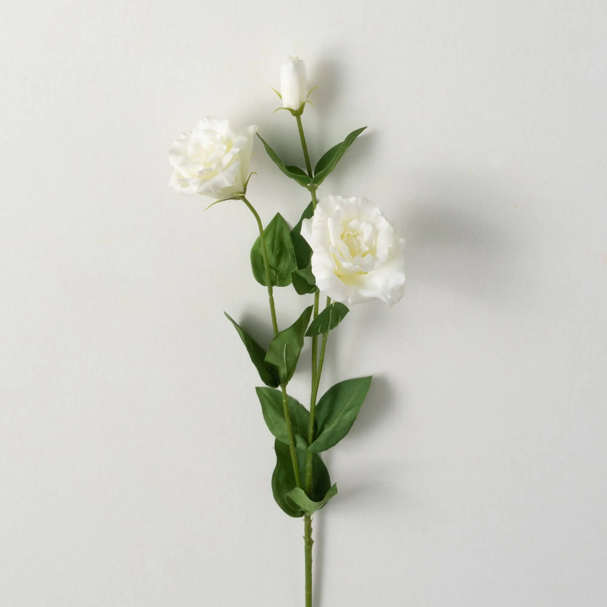 Freshcut White Lisianthus Spr